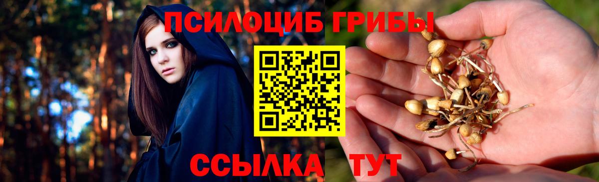 Псилоцибиновые грибы Cubensis Муром